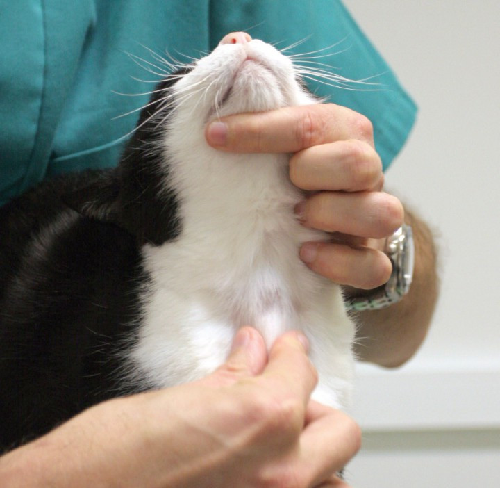 ¿Qué es el hipertiroidismo y cómo se trata en los gatos?