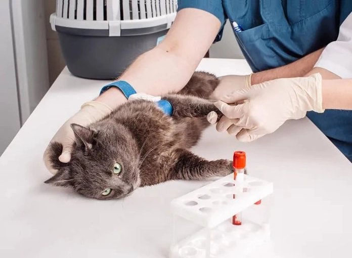 Todo lo que necesitas saber sobre la Panleucopenia Felina