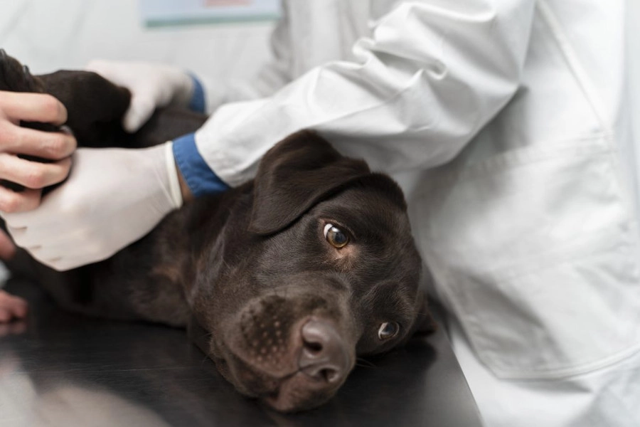 Pancreatitis canina, una afección a tener en cuenta