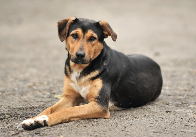 Celebramos el Día Mundial del Perro Callejero