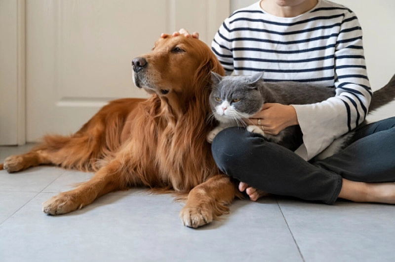 Primeros auxilios, un básico para los propietarios de mascotas