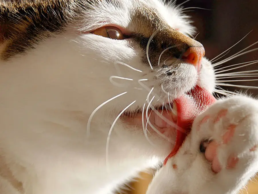 El fascinante mecanismo de autolimpieza de los gatos: su lengua
