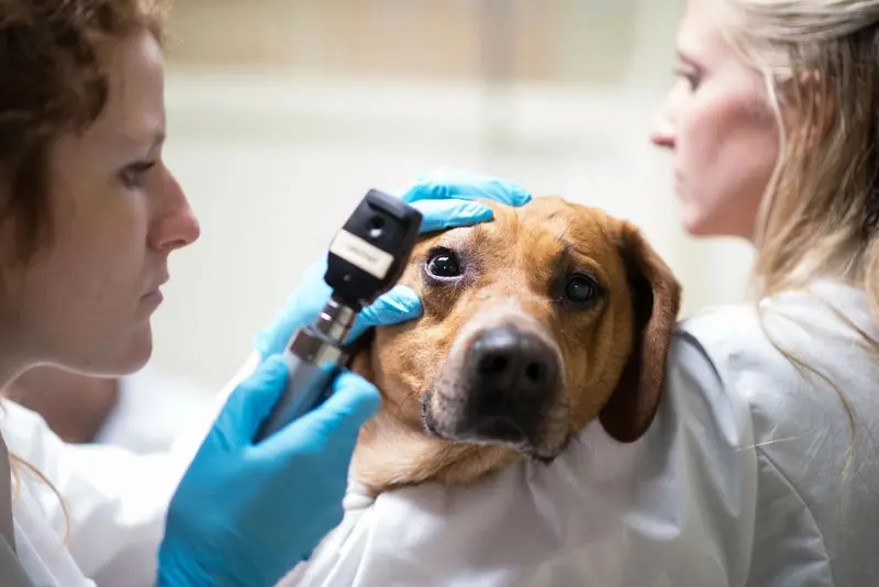 Reconociendo los síntomas del ojo seco en perros: señales a tener en cuenta