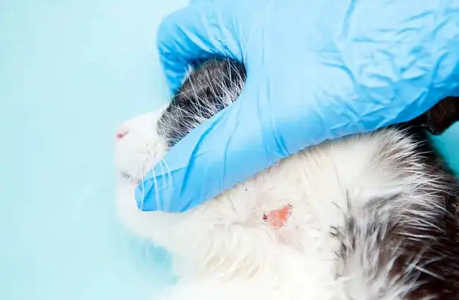 Conoce las enfermedades cutáneas más comunes en los gatos