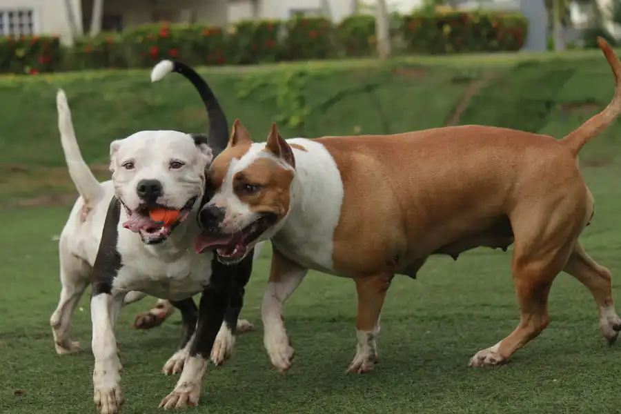 Consejos prácticos para el cuidado del Pitbull: garantizando su bienestar