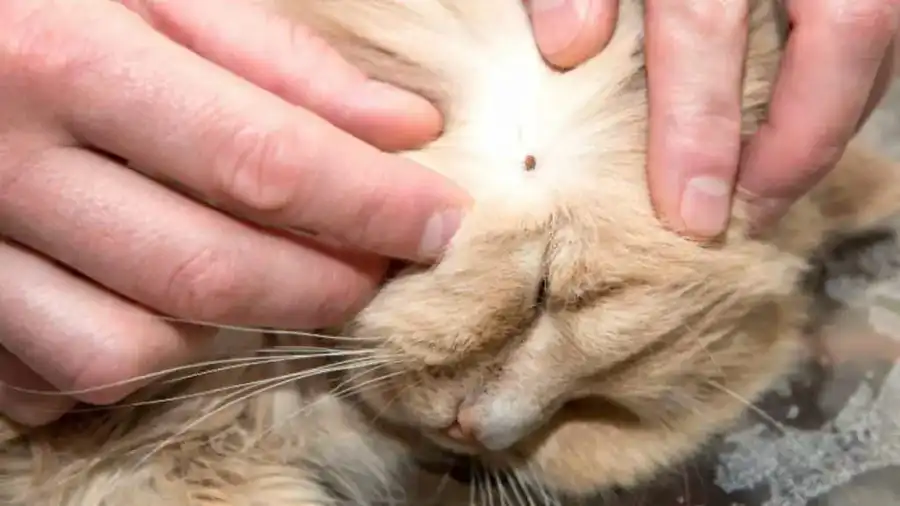 Un parásito muy peligroso: las garrapatas