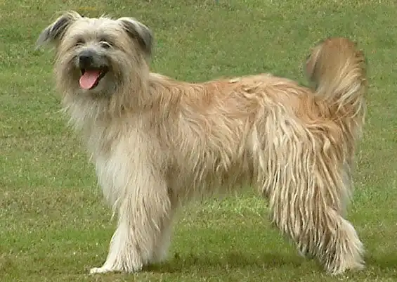 El pastor de los pirineos, el perro francoespañol