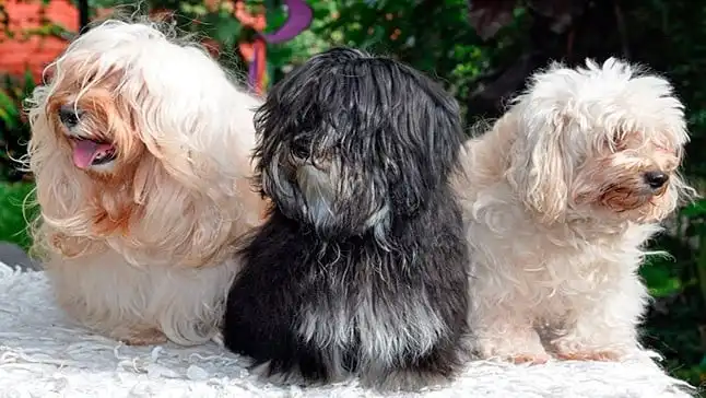 4 razas caninas originarias de Latinoamérica