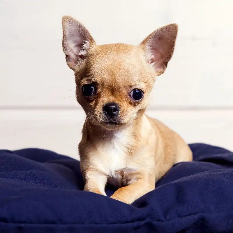 4 razas caninas originarias de Latinoamérica