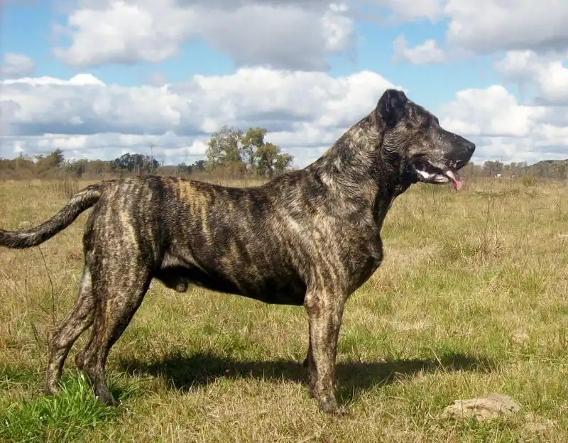 4 razas caninas originarias de Latinoamérica