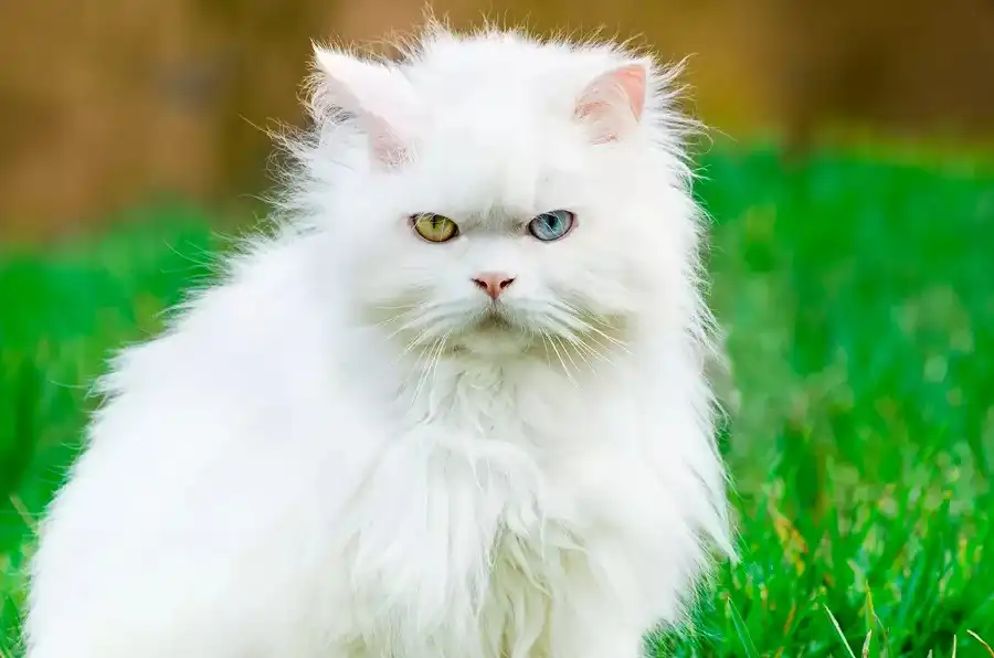 El angora turco, un gato como ningún otro