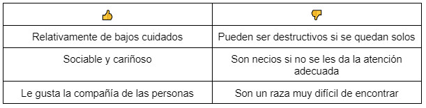 El angora turco, un gato como ningún otro