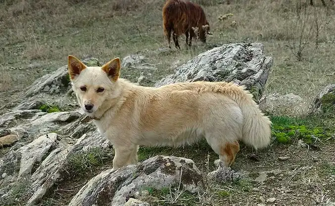 Descubre al Alopekis, un canino poco conocido