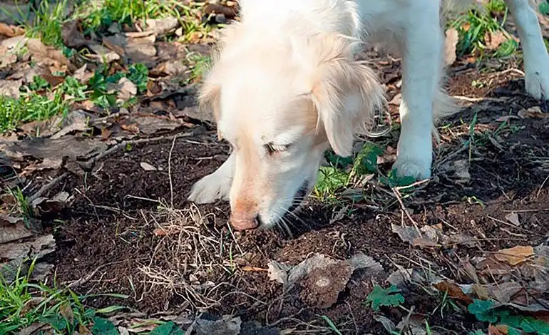 Descifrando las razones detrás del hábito canino de comer tierra
