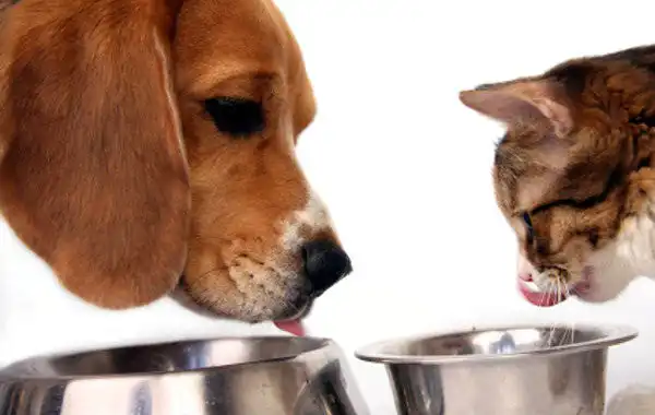 ¿Pueden los gatos comer comida para perros?