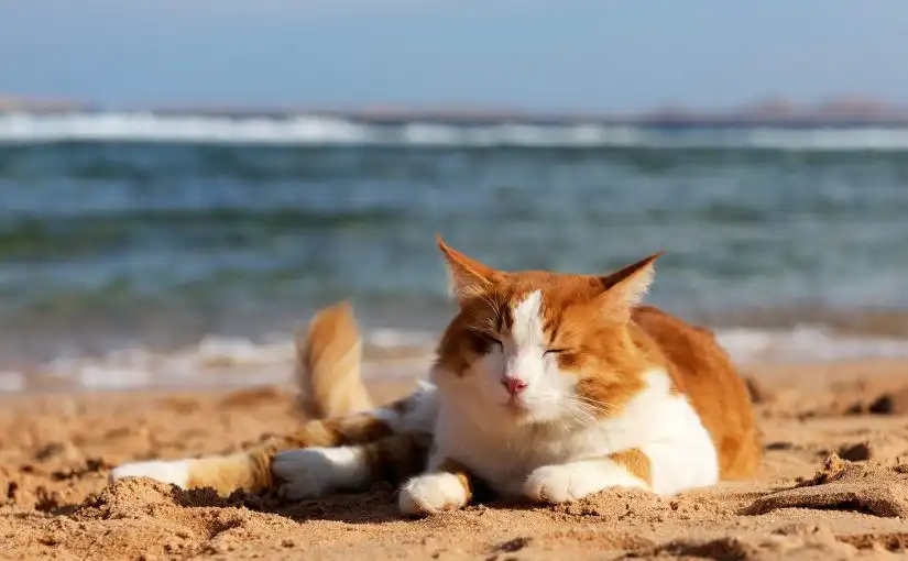 Los gatos también pueden quemarse por el sol, ten cuidado
