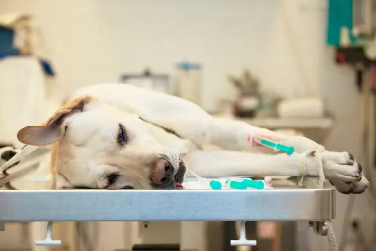 ¿Qué es la filariosis en perros?