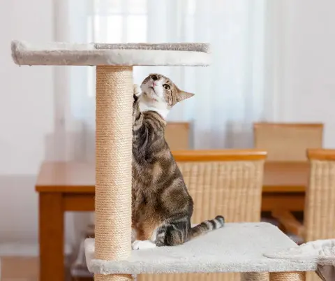 Adapta a tu gato a un nuevo hogar con estos consejos