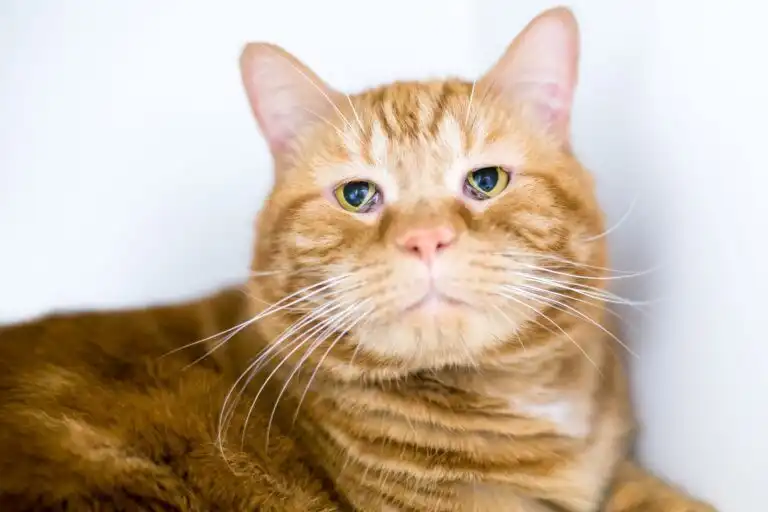 El tercer párpado de tu gato