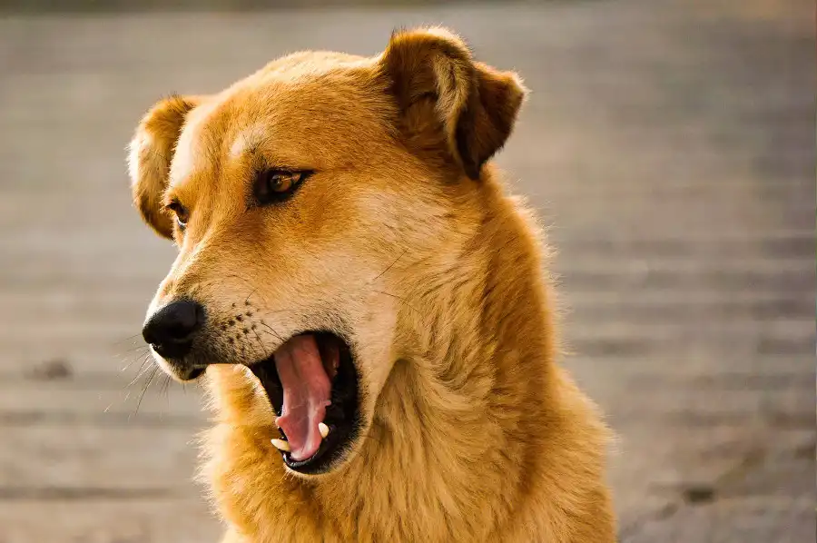 ¿Los perros pueden tener hipo?