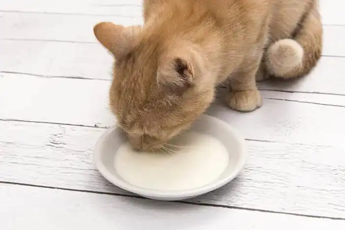 ¿Los gatos pueden tomar leche?