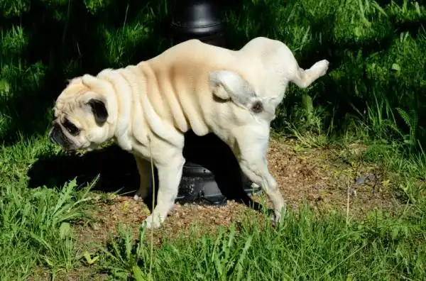 ¿Problemas de orina o territoriales? Identifica porque tu perro hace del baño con frecuencia