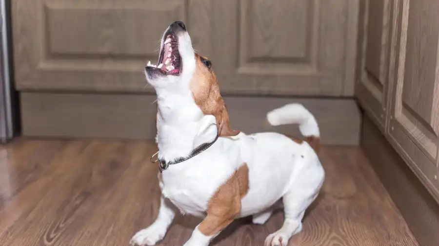 Te decimos qué hacer si tu perro ladra al estar solo