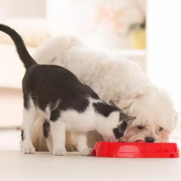 ¿Un perro puede comer comida de gato?
