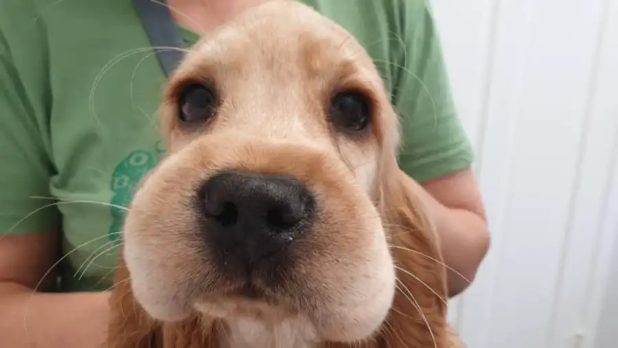 ¿Qué hacer si una abeja le pica a tu perro?