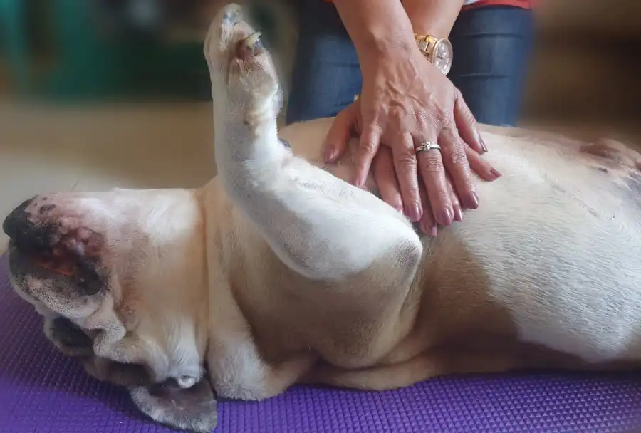 Reanimación cardiopulmonar para tu perro, salva su vida