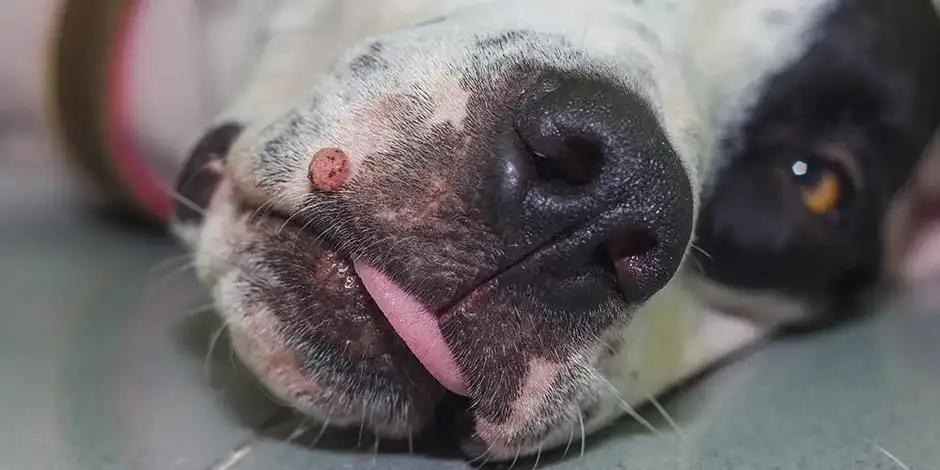 Verrugas en perros ¿son peligrosas?