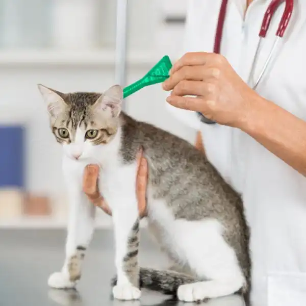 Protege a tus gatos de los ácaros