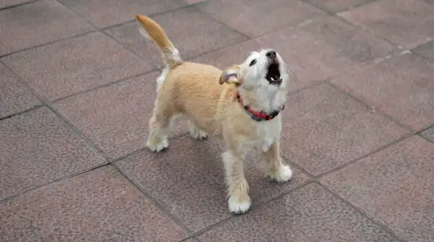 3 problemas comunes de conducta en los perros y cómo abordarlos