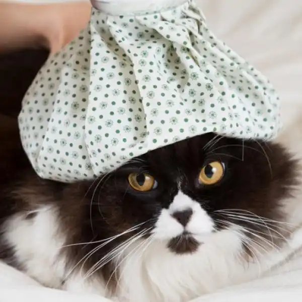 Señales de que tu gato tiene fiebre