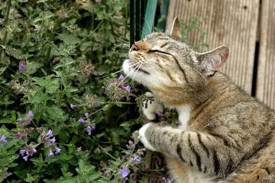 ¿Qué es el Catnip y qué efectos tiene en tu gato?
