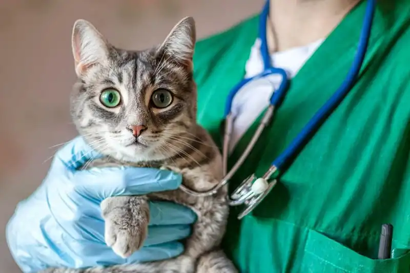 ¿Los gatos castrados son más agresivos?