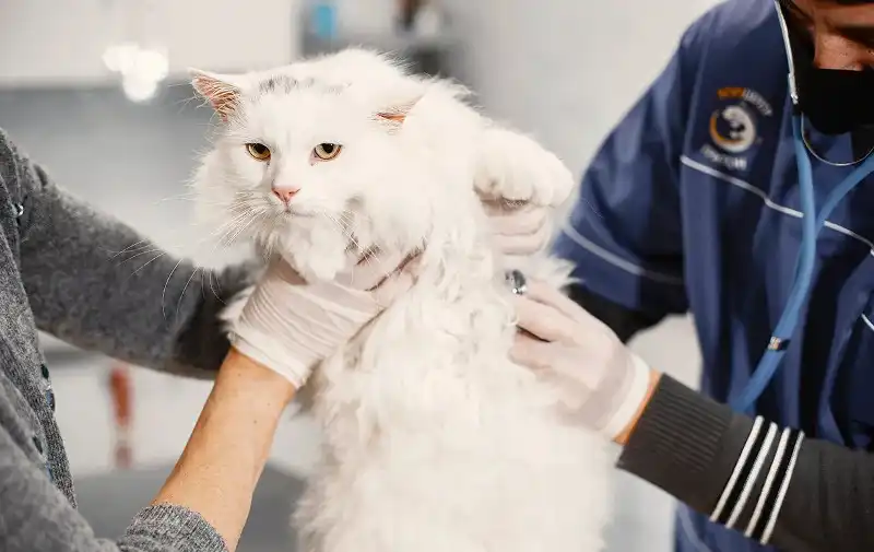 ¿Qué es la Ataxia en gatos?