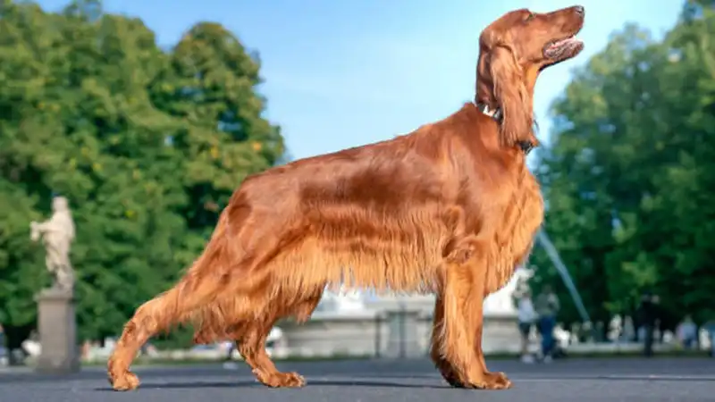 Trucos para que el pelaje de tu perro brille más