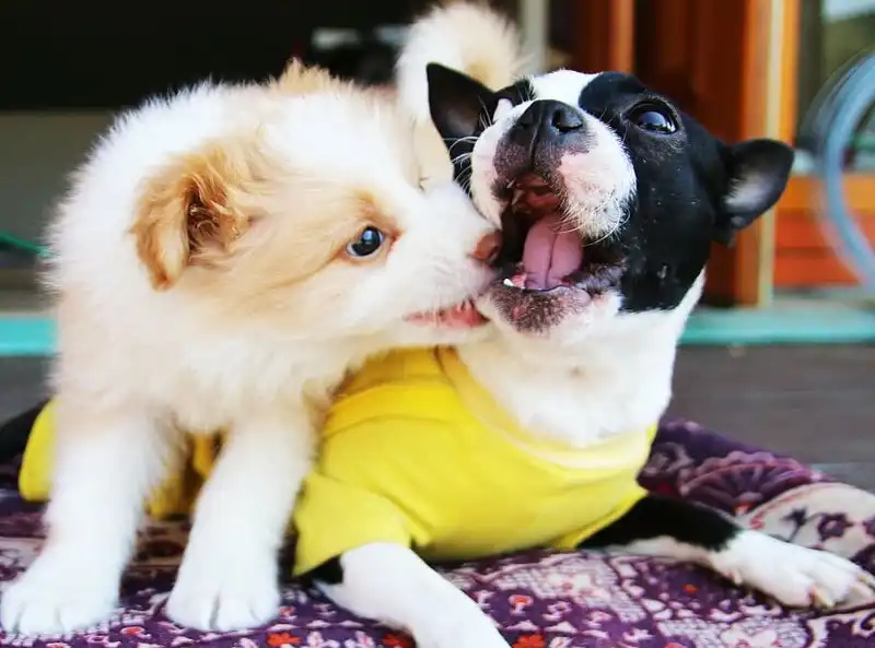 ¿Cómo socializar a tu cachorro?