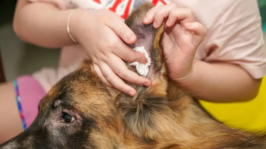 ¿Cómo limpiar las orejas de tu perro?