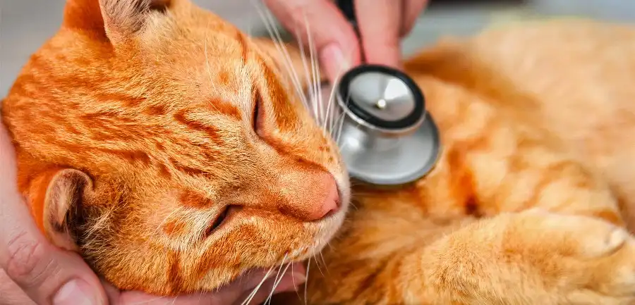 Descubriendo el SIDA Felino: Un Desafío para la Salud de Nuestros Compañeros Peludos