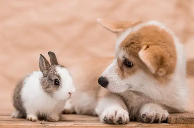 Fomentando la Convivencia Armónica entre Perros y Conejos: Claves para una Relación Feliz