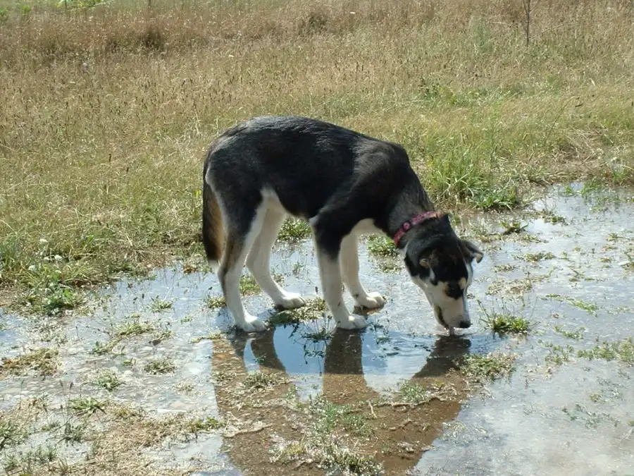 Agua contaminada, una amenaza latente para tu perro