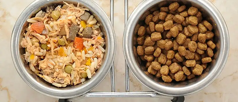 Combinar alimento seco y húmedo, una alternativa para la dieta de tu mascota