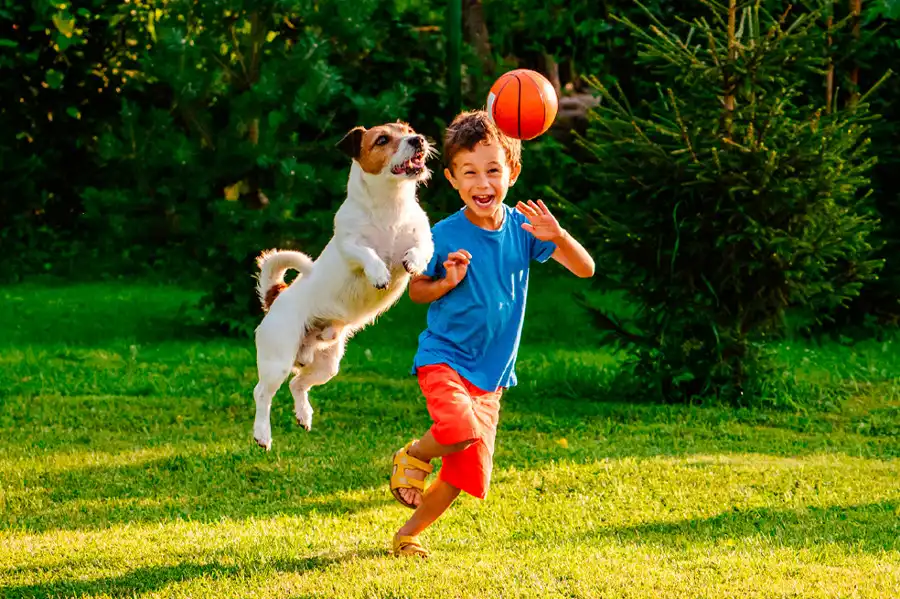 Potencia el vínculo con tu cachorro a través del juego. Parte 2