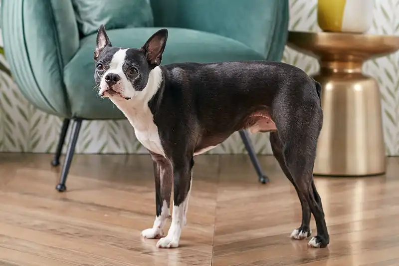 Boston terrier: más que un perro bonito, un compañero encantador