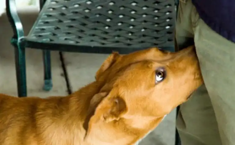 ¿Tu perro olfatea la entrepierna de las personas? Te explicamos este curioso comportamiento