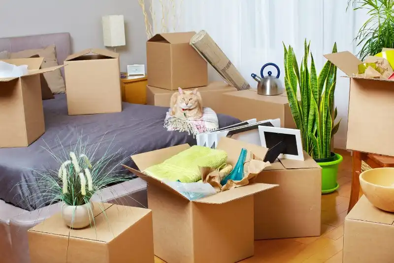 Consejos clave para una mudanza exitosa con tu gato