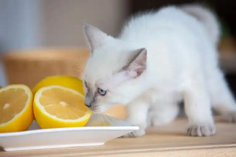 Conoce los olores que más odian los gatos