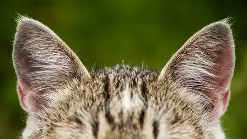 Conoce más sobre las orejas de tu gato y sus asombrosas capacidades "giratorias"